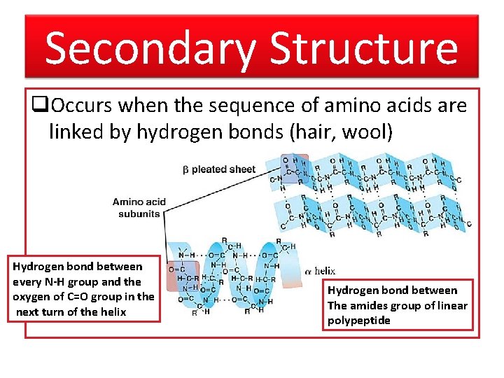 Secondary Structure q. Occurs when the sequence of amino acids are linked by hydrogen