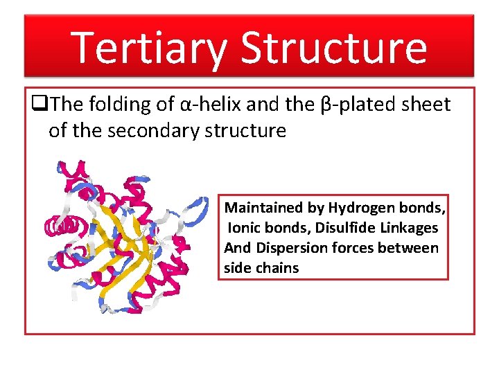 Tertiary Structure q. The folding of α-helix and the β-plated sheet of the secondary