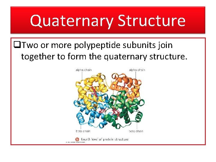 Quaternary Structure q. Two or more polypeptide subunits join together to form the quaternary