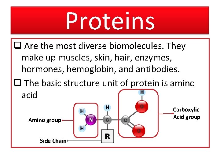 Proteins q Are the most diverse biomolecules. They make up muscles, skin, hair, enzymes,