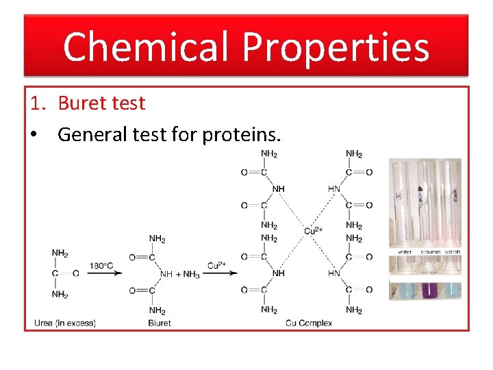 Chemical Properties 1. Buret test • General test for proteins. 