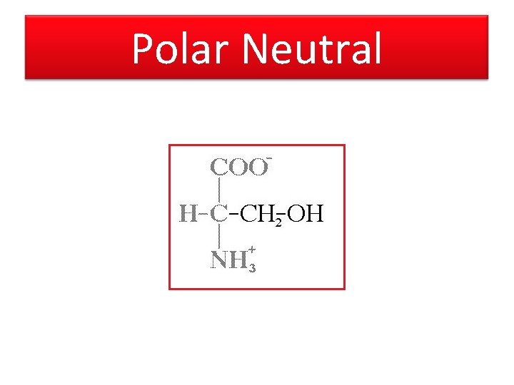 Polar Neutral 