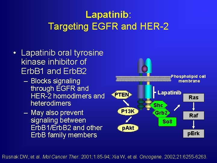 Lapatinib: Targeting EGFR and HER-2 • Lapatinib oral tyrosine kinase inhibitor of Erb. B