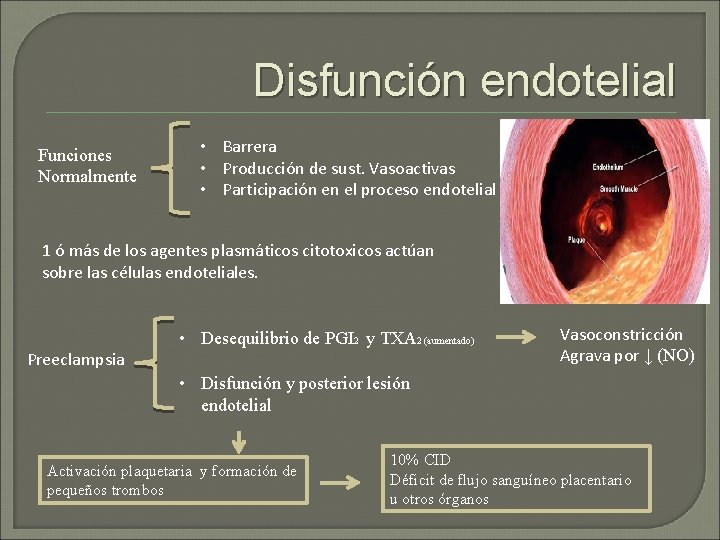 Disfunción endotelial Funciones Normalmente • Barrera • Producción de sust. Vasoactivas • Participación en