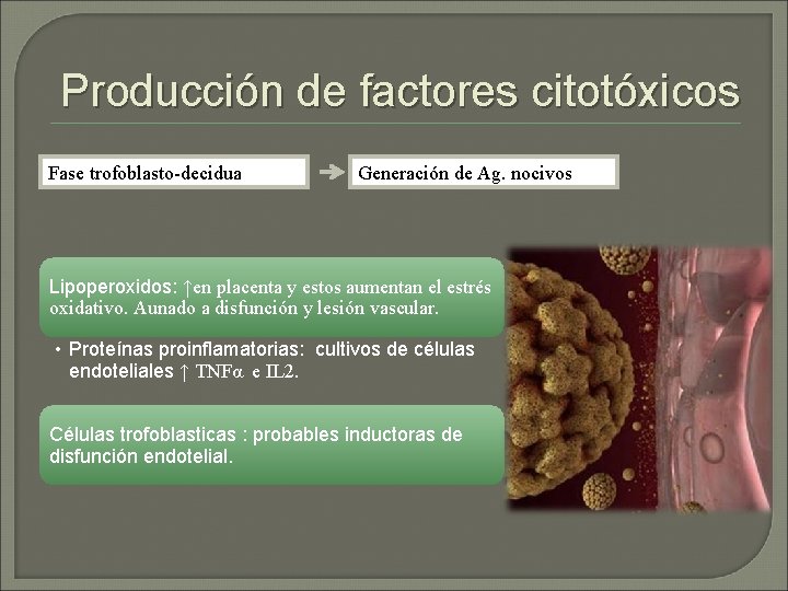 Producción de factores citotóxicos Fase trofoblasto-decidua Generación de Ag. nocivos Lipoperoxidos: ↑en placenta y