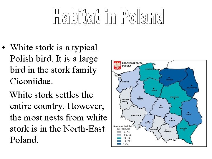  • White stork is a typical Polish bird. It is a large bird