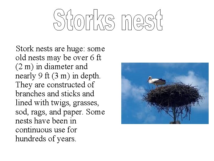 Stork nests are huge: some old nests may be over 6 ft (2 m)