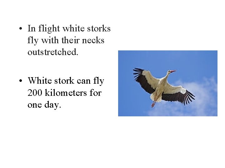  • In flight white storks fly with their necks outstretched. • White stork