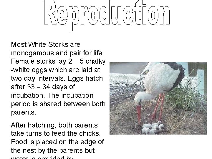 Most White Storks are monogamous and pair for life. Female storks lay 2 –