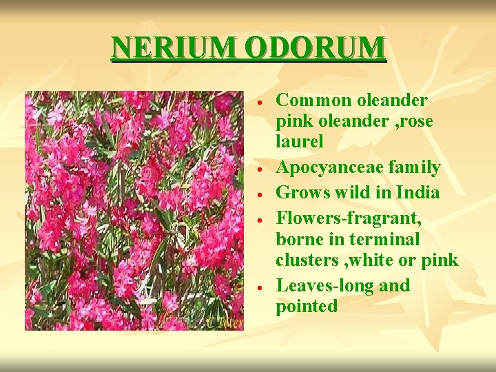 NERIUM ODORUM Common oleander pink oleander , rose laurel Apocyanceae family Grows wild in