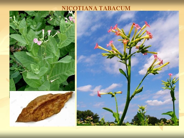 NICOTIANA TABACUM 