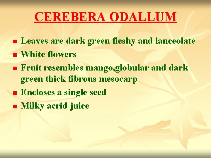 CEREBERA ODALLUM n n n Leaves are dark green fleshy and lanceolate White flowers