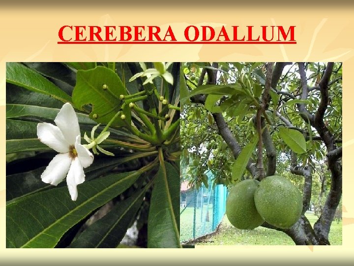 CEREBERA ODALLUM 