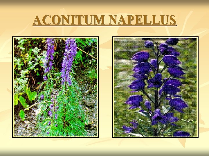 ACONITUM NAPELLUS 