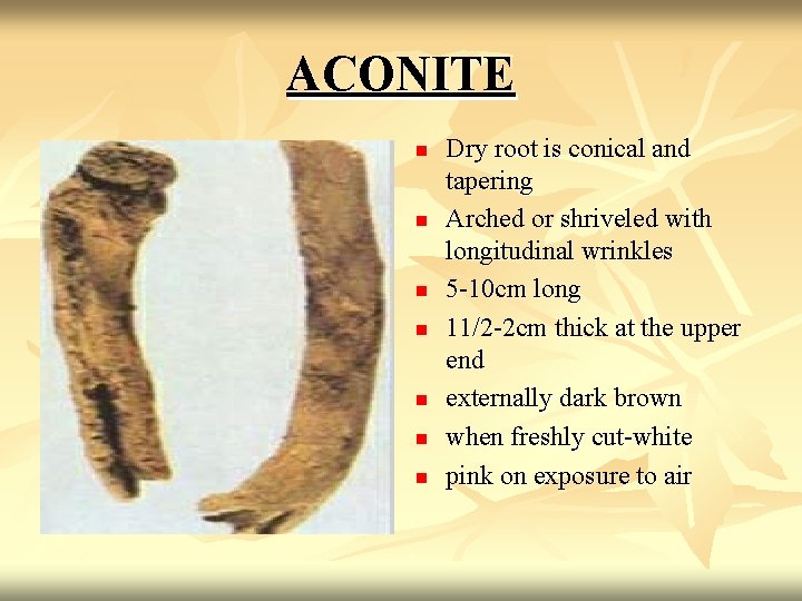 ACONITE n n n n Dry root is conical and tapering Arched or shriveled