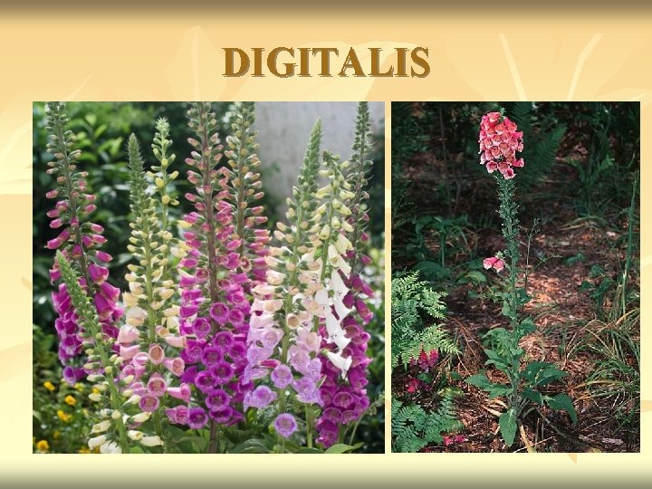 DIGITALIS 