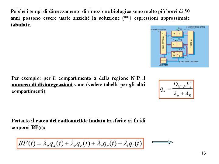 Poiché i tempi di dimezzamento di rimozione biologica sono molto più brevi di 50