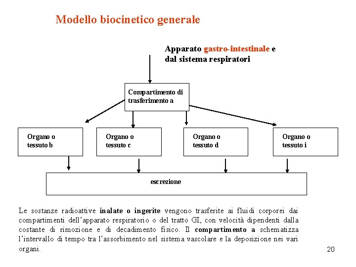 Modello biocinetico generale Apparato gastro-intestinale e dal sistema respiratori Compartimento di trasferimento a Organo