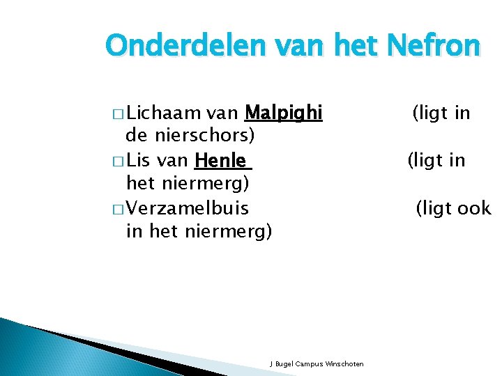 Onderdelen van het Nefron � Lichaam van Malpighi de nierschors) � Lis van Henle