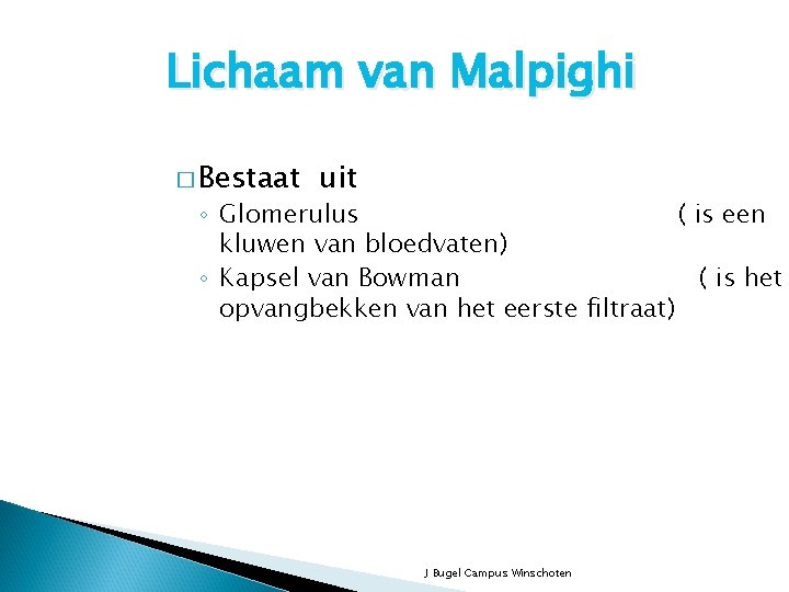 Lichaam van Malpighi � Bestaat uit ◦ Glomerulus ( is een kluwen van bloedvaten)