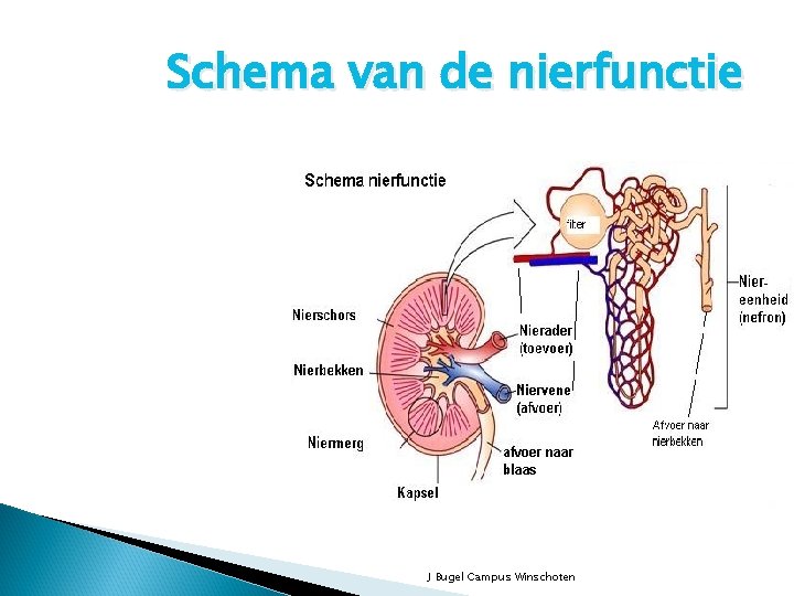 Schema van de nierfunctie J Bugel Campus Winschoten 