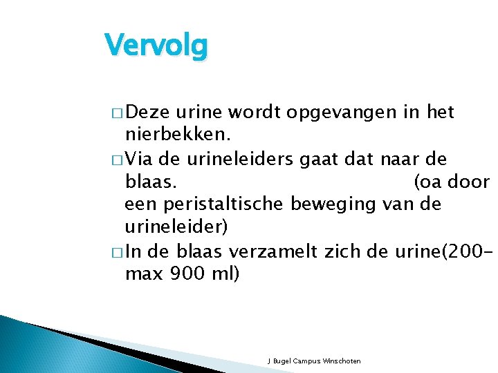 Vervolg � Deze urine wordt opgevangen in het nierbekken. � Via de urineleiders gaat