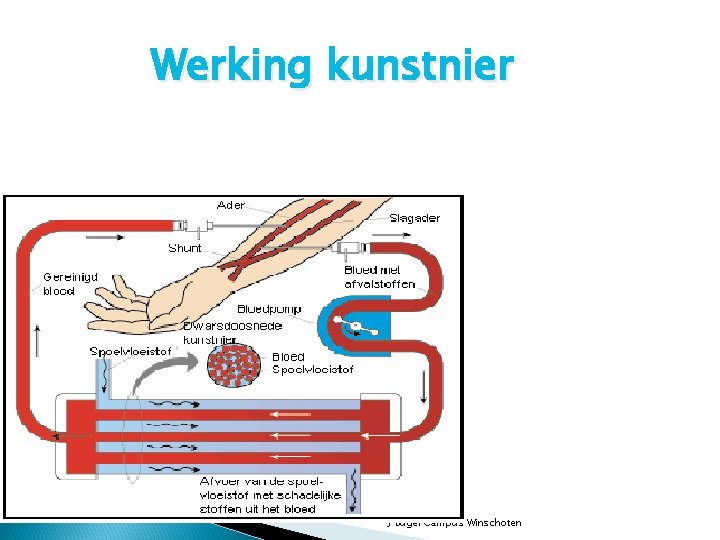 Werking kunstnier J Bugel Campus Winschoten 