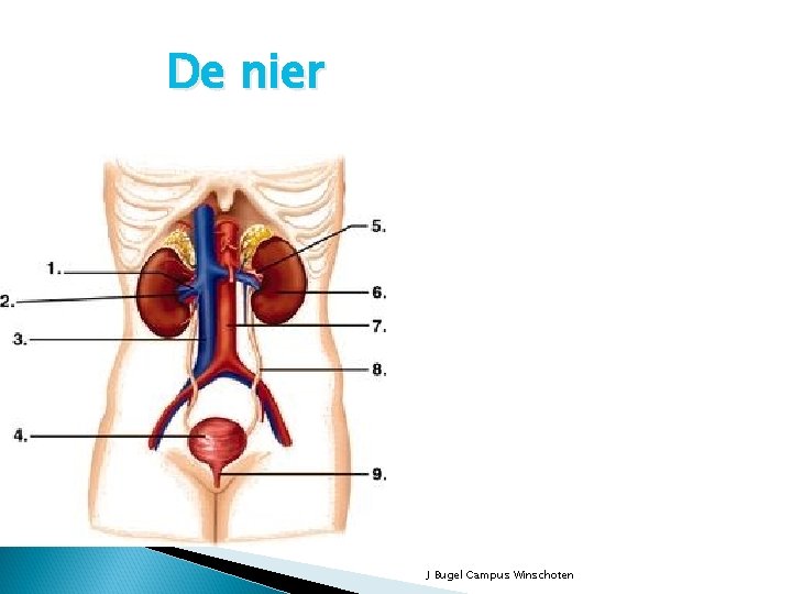 De nier J Bugel Campus Winschoten 