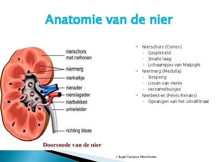 Anatomie van de nier Nierschors (Cortex) ◦ Gespikkeld ◦ Smalle laag ◦ Lichaampjes van