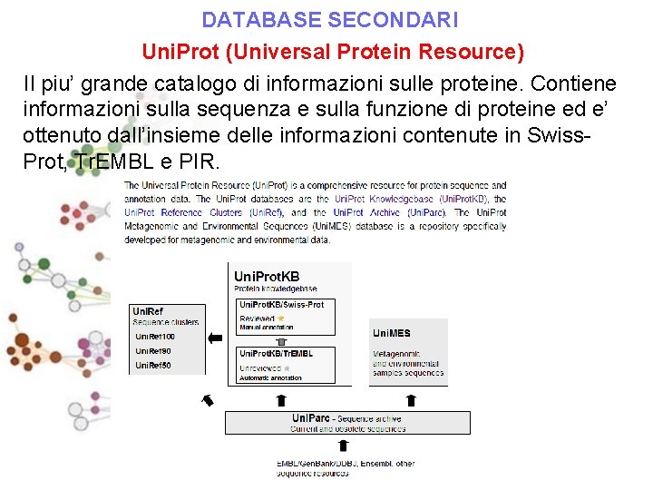 DATABASE SECONDARI Uni. Prot (Universal Protein Resource) Il piu’ grande catalogo di informazioni sulle