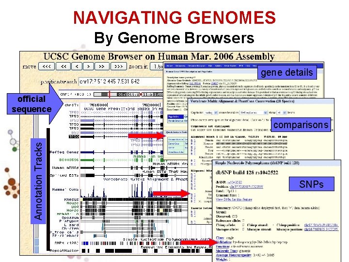 NAVIGATING GENOMES By Genome Browsers gene details official sequence Annotation Tracks comparisons SNPs 