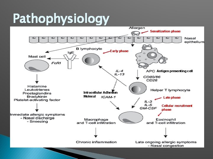 Pathophysiology Sensitization phase Early phase Antigen presenting cell Intracellular Adhesion Molecul Late phase Cellular