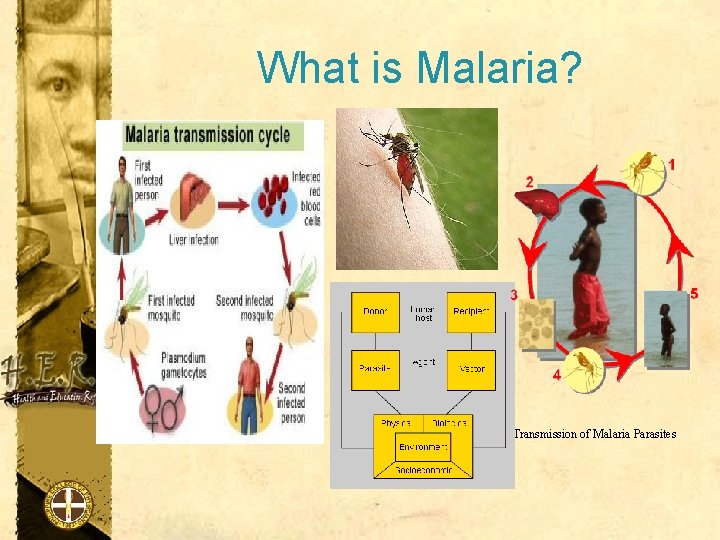 What is Malaria? Transmission of Malaria Parasites 