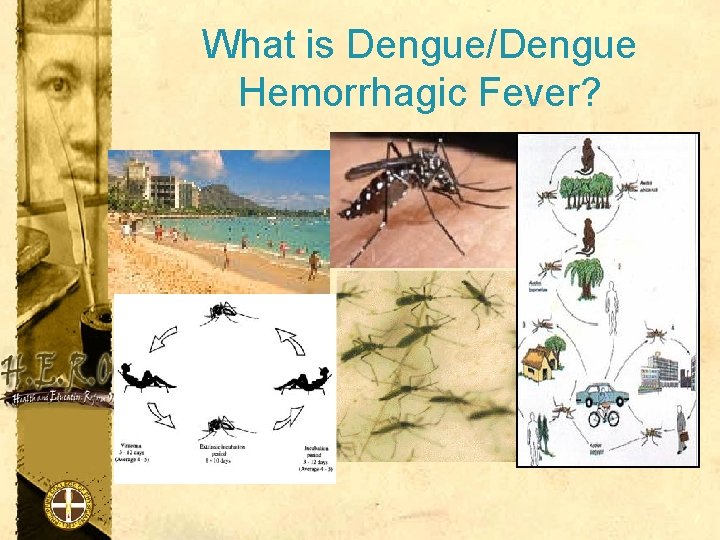 What is Dengue/Dengue Hemorrhagic Fever? 