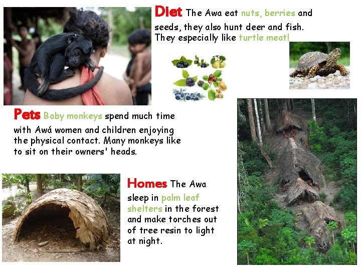 Diet The Awa eat nuts, berries and seeds, they also hunt deer and fish.