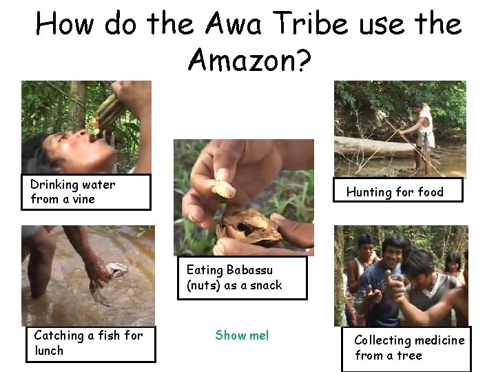 How do the Awa Tribe use the Amazon? Drinking water from a vine Hunting