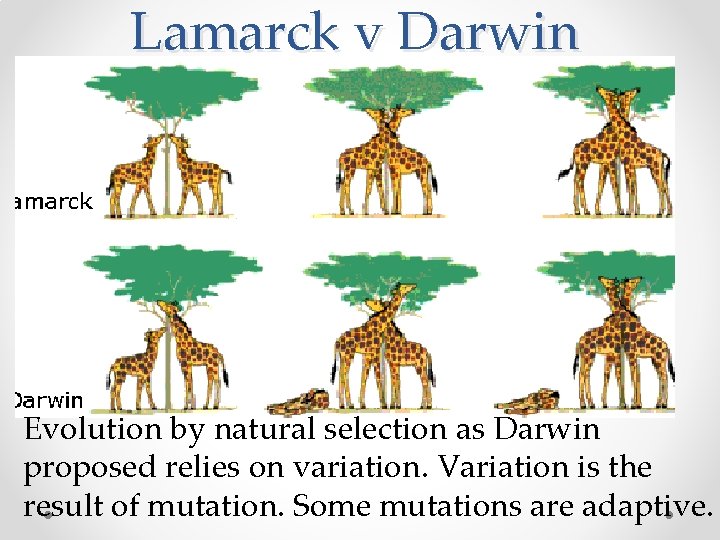 Lamarck v Darwin Evolution by natural selection as Darwin proposed relies on variation. Variation