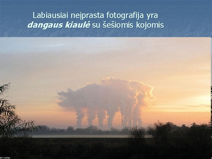 Labiausiai neįprasta fotografija yra dangaus kiaulė su šešiomis kojomis 