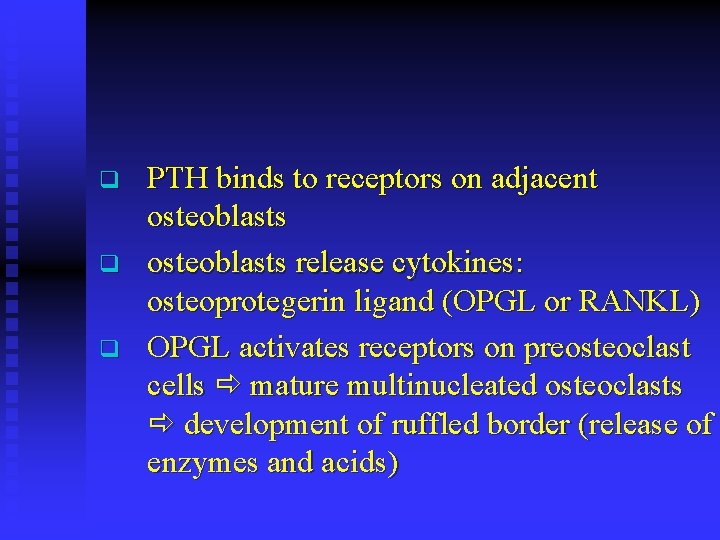 q q q PTH binds to receptors on adjacent osteoblasts release cytokines: osteoprotegerin ligand