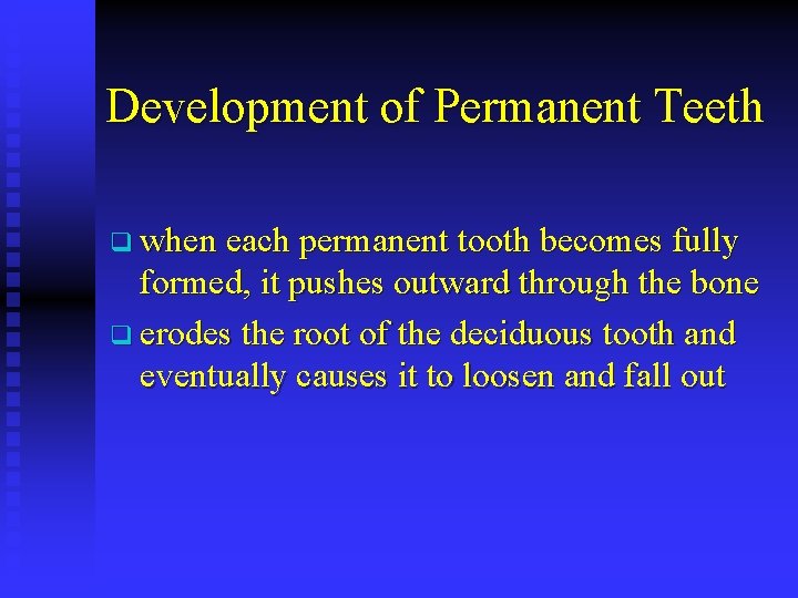 Development of Permanent Teeth q when each permanent tooth becomes fully formed, it pushes