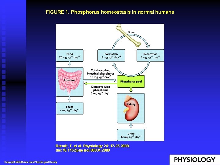 FIGURE 1. Phosphorus homeostasis in normal humans Berndt, T. et al. Physiology 24: 17