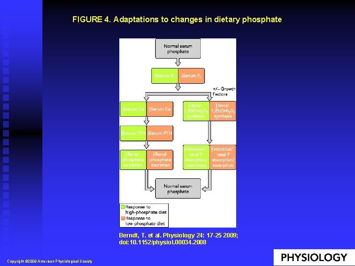 FIGURE 4. Adaptations to changes in dietary phosphate Berndt, T. et al. Physiology 24: