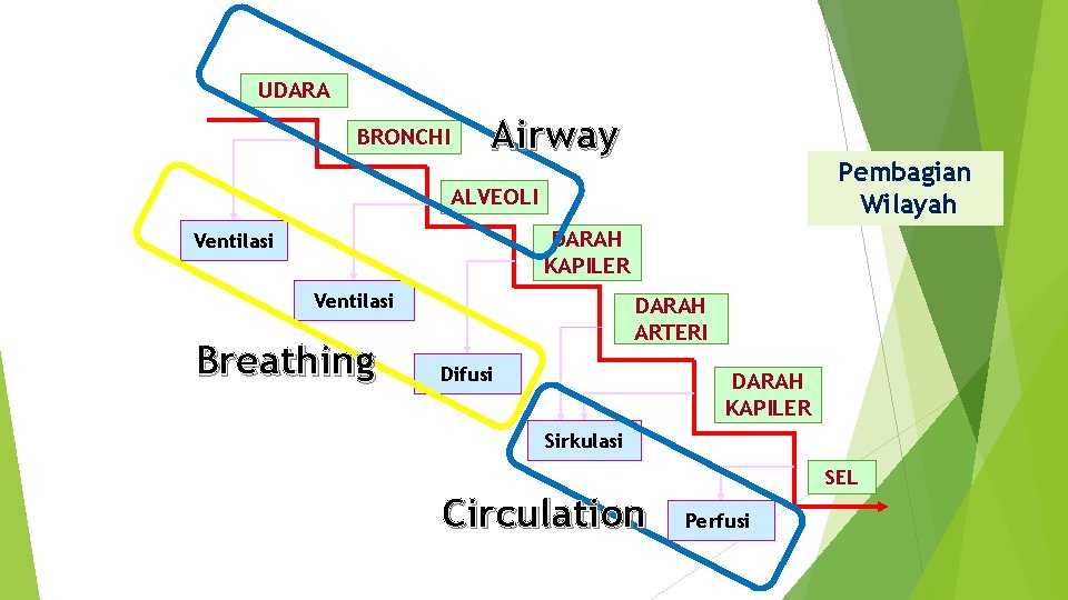 UDARA BRONCHI Airway Pembagian Wilayah ALVEOLI DARAH KAPILER Ventilasi Breathing DARAH ARTERI Difusi DARAH