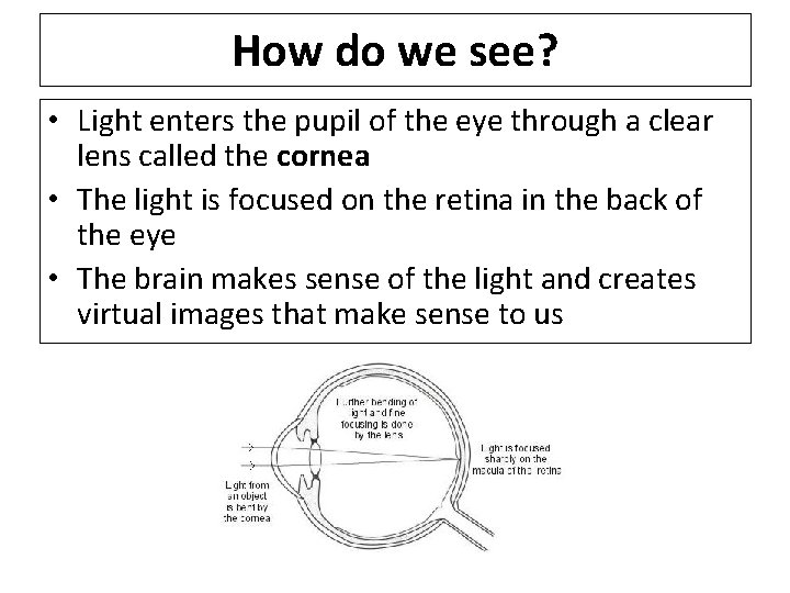 How do we see? • Light enters the pupil of the eye through a
