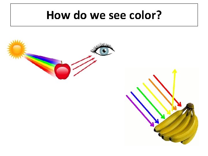 How do we see color? 