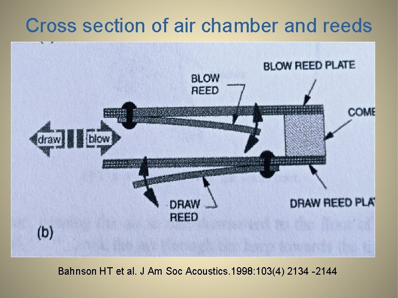 Cross section of air chamber and reeds Bahnson HT et al. J Am Soc