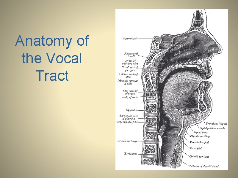 Anatomy of the Vocal Tract 