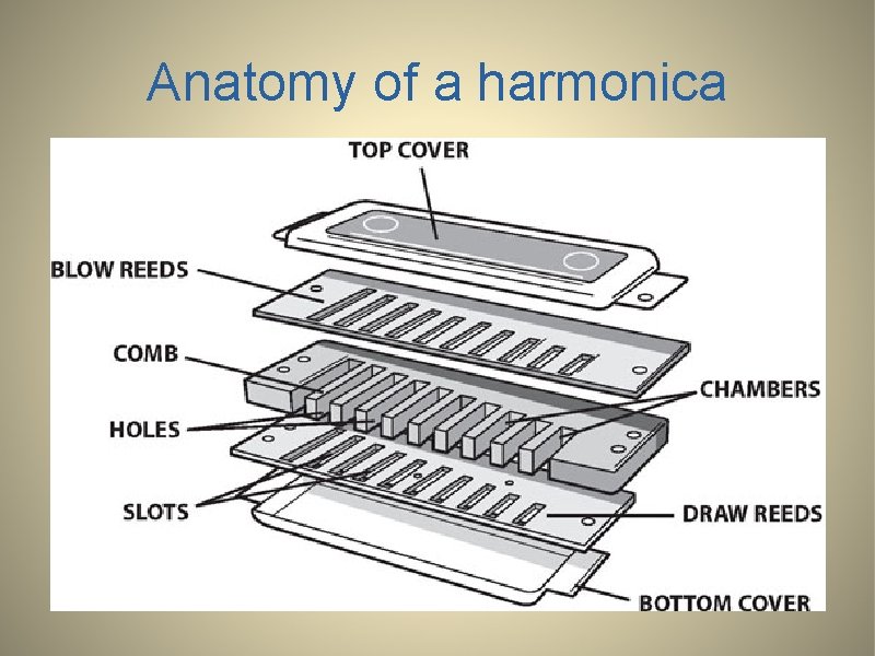 Anatomy of a harmonica 