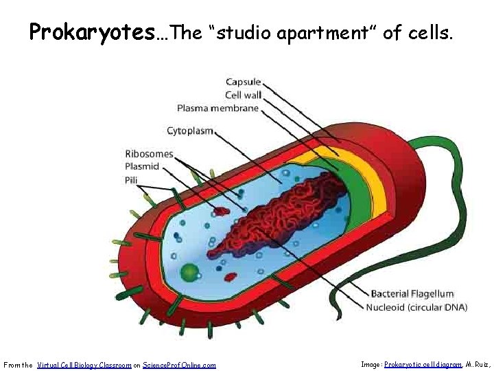 Prokaryotes…The “studio apartment” of cells. From the Virtual Cell Biology Classroom on Science. Prof.