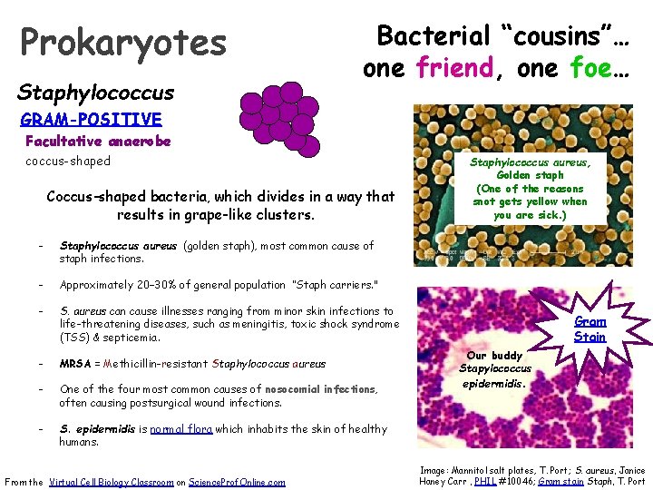 Prokaryotes Staphylococcus Bacterial “cousins”… one friend, one foe… GRAM-POSITIVE Facultative anaerobe coccus-shaped Coccus-shaped bacteria,